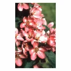 Malus 'Laura' | Crab Apple Tree | 9L Pot | 120-150cm 8 Malus 'Laura' | Crab Apple Tree | 9L Pot | 120-150cm -All Plants Sales Store TR0491 add image 1 7a36