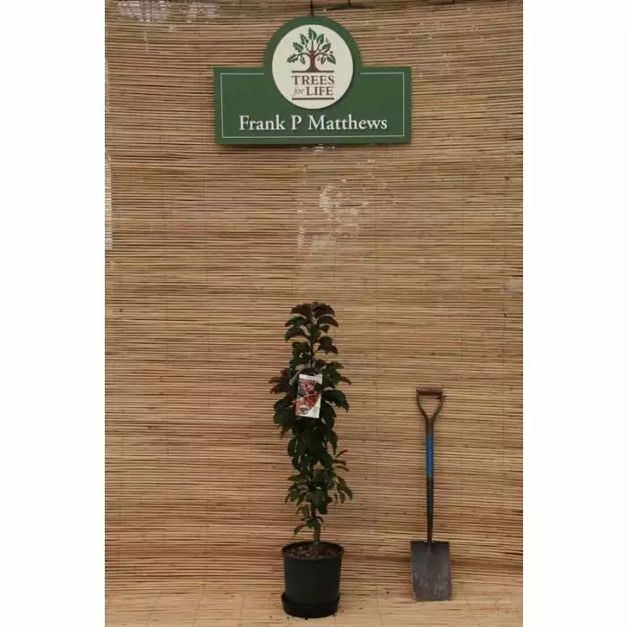 Malus 'Laura' | Crab Apple Tree | 9L Pot | 120-150cm 6 Malus 'Laura' | Crab Apple Tree | 9L Pot | 120-150cm - Image 4