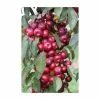 Malus 'Laura' | Crab Apple Tree | 9L Pot | 120-150cm 1 Malus 'Laura' | Crab Apple Tree | 9L Pot | 120-150cm -All Plants Sales Store TR0491 main image b03d