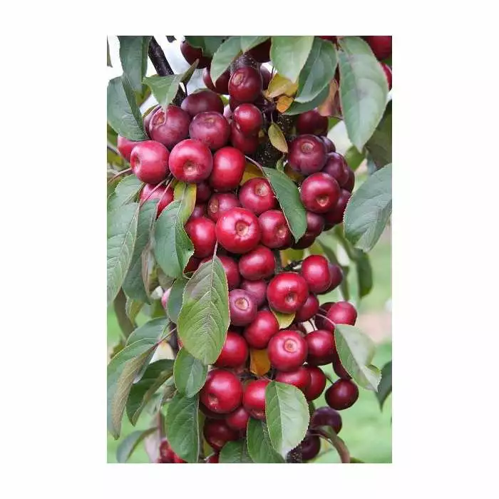 Malus 'Laura' | Crab Apple Tree | 9L Pot | 120-150cm 3 Malus 'Laura' | Crab Apple Tree | 9L Pot | 120-150cm