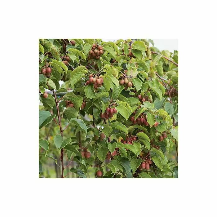 Malus 'Laura' | Crab Apple Tree | 9L Pot | 120-150cm 4 Malus 'Laura' | Crab Apple Tree | 9L Pot | 120-150cm - Image 2