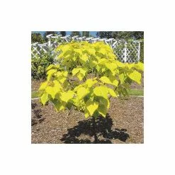 Catalpa Bignonioides 'Aurea | Golden Indian Bean Tree | 9L Pot | 120-150cm -All Plants Sales Store TR0494 add image 1 95f8