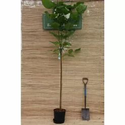 Catalpa Bignonioides 'Aurea | Golden Indian Bean Tree | 9L Pot | 120-150cm -All Plants Sales Store TR0494 add image 2 14f2