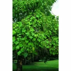 Catalpa Bignonioides 'Aurea | Golden Indian Bean Tree | 9L Pot | 120-150cm -All Plants Sales Store TR0494 add image 3 b0b9