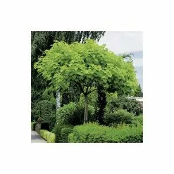 Catalpa Bignonioides 'Aurea | Golden Indian Bean Tree | 9L Pot | 120-150cm -All Plants Sales Store TR0494 add image 4 06bc