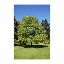 Catalpa Bignonioides 'Aurea | Golden Indian Bean Tree | 9L Pot | 120-150cm -All Plants Sales Store TR0494 add image 5 8535