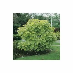 Catalpa Bignonioides 'Aurea | Golden Indian Bean Tree | 9L Pot | 120-150cm -All Plants Sales Store TR0494 add image 6 45da