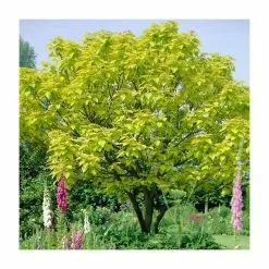 Catalpa Bignonioides 'Aurea | Golden Indian Bean Tree | 9L Pot | 120-150cm