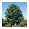 Cercidiphyllum Japonicum | Katsura Tree | 4.5L Pot | 90-120cm -All Plants Sales Store TR0495 main image 0802 1