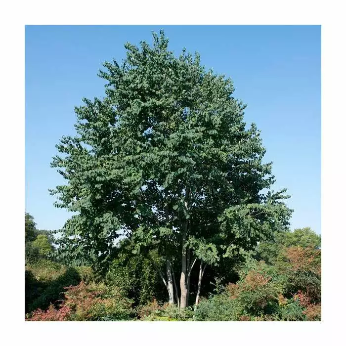Cercidiphyllum Japonicum | Katsura Tree | 4.5L Pot | 90-120cm 3 Cercidiphyllum Japonicum | Katsura Tree | 4.5L Pot | 90-120cm