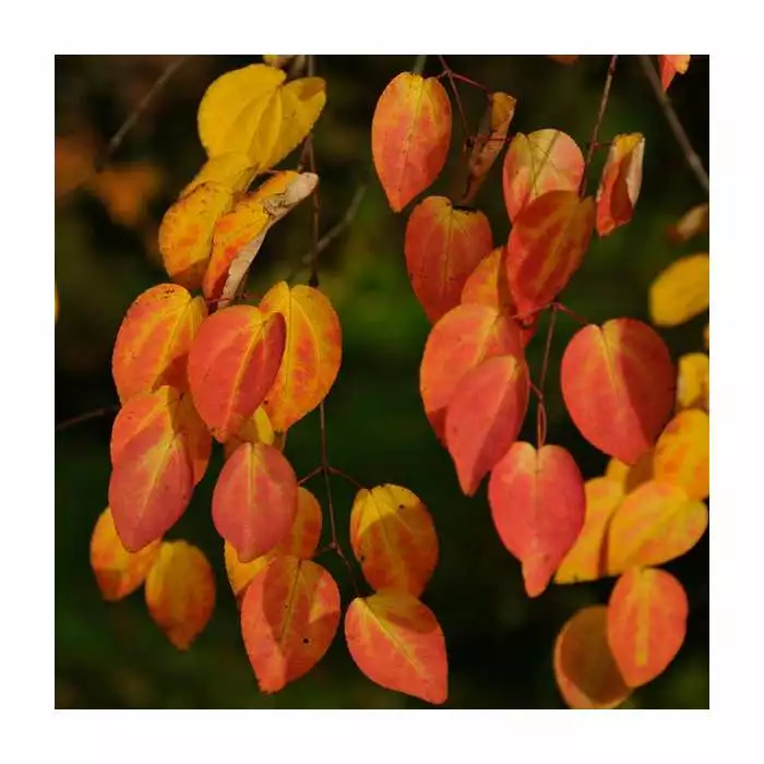 Cercidiphyllum Japonicum | Katsura Tree | 4.5L Pot | 90-120cm 4 Cercidiphyllum Japonicum | Katsura Tree | 4.5L Pot | 90-120cm - Image 2