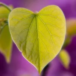 Cercis Siliquastrum | Judas Tree | 4.5L Pot | 120-150cm -All Plants Sales Store TR0497 add image 1 4ac3