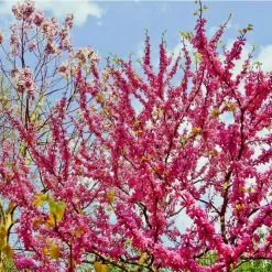 Cercis Siliquastrum | Judas Tree | 4.5L Pot | 120-150cm -All Plants Sales Store TR0497 add image 2 c3bc
