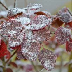 Cercis Siliquastrum | Judas Tree | 4.5L Pot | 120-150cm -All Plants Sales Store TR0497 add image 3 7062
