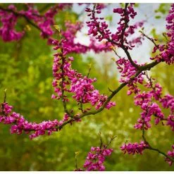 Cercis Siliquastrum | Judas Tree | 4.5L Pot | 120-150cm -All Plants Sales Store TR0497 add image 4 b5a2