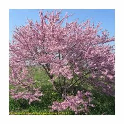 Cercis Siliquastrum | Judas Tree | 4.5L Pot | 120-150cm -All Plants Sales Store TR0497 add image 5 d14c