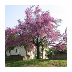 Cercis Siliquastrum | Judas Tree | 4.5L Pot | 120-150cm -All Plants Sales Store TR0497 add image 6 06df