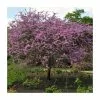 Cercis Siliquastrum | Judas Tree | 4.5L Pot | 120-150cm