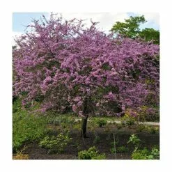 Cercis Siliquastrum | Judas Tree | 4.5L Pot | 120-150cm