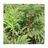 Sorbus Aucuparia 'Beissneri' | Rowan Tree | Bare Root | 120-150cm -All Plants Sales Store TR0501 rollover image 46fd
