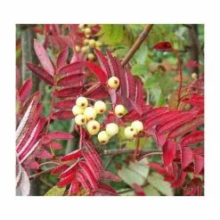 Sorbus Discolor | Rowan Tree | Bare Root | 120-150cm