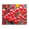 Sorbus 'Eastern Promise' | Rowan Tree | Bare Root | 120-150cm -All Plants Sales Store TR0505 main image 9046