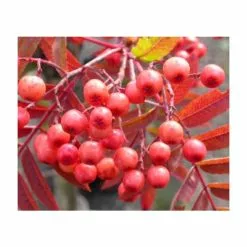 Sorbus 'Eastern Promise' | Rowan Tree | Bare Root | 120-150cm