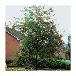 Sorbus Aucuparia | Mountain Ash Rowan Tree | 9L Pot | 120-150cm -All Plants Sales Store TR05079L add image 1 64dc