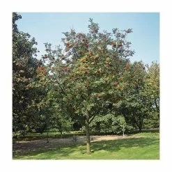 Sorbus Aucuparia | Mountain Ash Rowan Tree | 9L Pot | 120-150cm -All Plants Sales Store TR05079L add image 2 a4c2