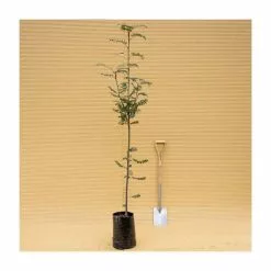 Sorbus Aucuparia | Mountain Ash Rowan Tree | 9L Pot | 120-150cm -All Plants Sales Store TR05079L add image 4 f5f9