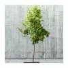 Sorbus Aucuparia | Mountain Ash Rowan Tree | 9L Pot | 120-150cm -All Plants Sales Store TR05079L main image 171e
