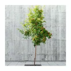 Sorbus Aucuparia | Mountain Ash Rowan Tree | 9L Pot | 120-150cm