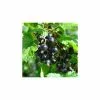 20-30cm Baldwin' Blackcurrant Bush | Bare Root 2 20-30cm Baldwin' Blackcurrant Bush | Bare Root -All Plants Sales Store TR0595 main image 2459