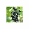 20-30cm Ben Hope' Blackcurrant Bush | Bare Root -All Plants Sales Store TR0596 main image ae59
