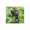 20-30cm Ben Sarek' Blackcurrant Bush | Bare Root -All Plants Sales Store TR0597 main image c8b1