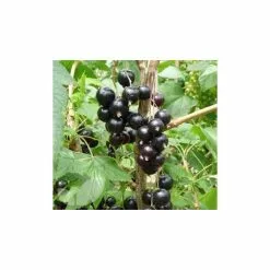 20-30cm Ben Sarek' Blackcurrant Bush | Bare Root