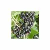 20-30cm Ben Tirran' Blackcurrant Bush | Bare Root -All Plants Sales Store TR0598 main image 56c1