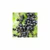 20-30cm Ebony' Blackcurrant Bush | Bare Root 2 20-30cm Ebony' Blackcurrant Bush | Bare Root -All Plants Sales Store TR0599 main image a6d0