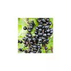 20-30cm Ebony' Blackcurrant Bush | Bare Root
