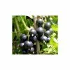 20-30cm Big Ben' Blackcurrant Bush | Bare Root -All Plants Sales Store TR0600 main image 585f