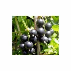 20-30cm Big Ben' Blackcurrant Bush | Bare Root