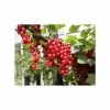 20-30cm Junifer' Redcurrant Bush | Bare Root