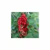 20-30cm Laxton's Number One' Redcurrant Bush | Bare Root 1 20-30cm Laxton's Number One' Redcurrant Bush | Bare Root -All Plants Sales Store TR0602 main image 08b3