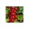 20-30cm Red Lake' Redcurrant Bush | Bare Root -All Plants Sales Store TR0603 main image ca0c