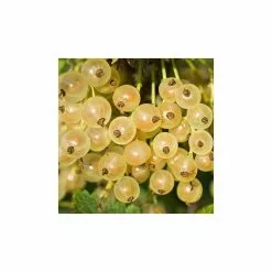 20-30cm White Versailles' Whitecurrant Bush | Bare Root