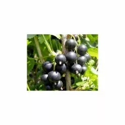 20-30cm Jostaberry Bush | Bare Root