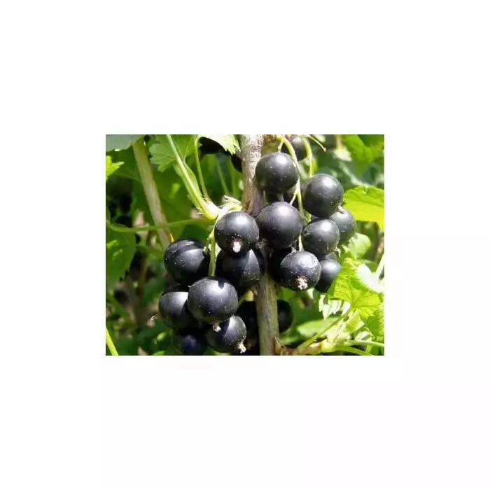 20-30cm Jostaberry Bush | Bare Root 3 20-30cm Jostaberry Bush | Bare Root