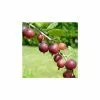 20-30cm Captivator' Gooseberry Bush | Bare Root 2 20-30cm Captivator' Gooseberry Bush | Bare Root -All Plants Sales Store TR0607 main image 49ac