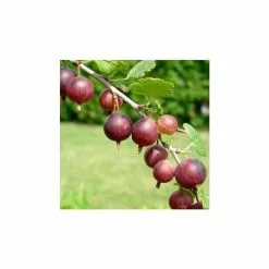 20-30cm Captivator' Gooseberry Bush | Bare Root
