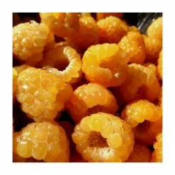 20-30cm All Gold' Raspberry Bush | 5 Bare Root Canes